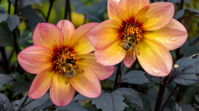 A close up of two bees on dahlias at Bateman's, East Sussex